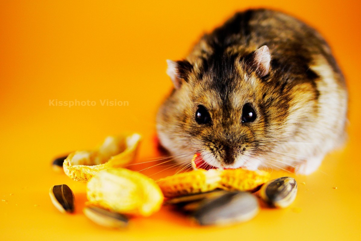 玩出微距新高度—美科MK-MT24閃光燈體驗