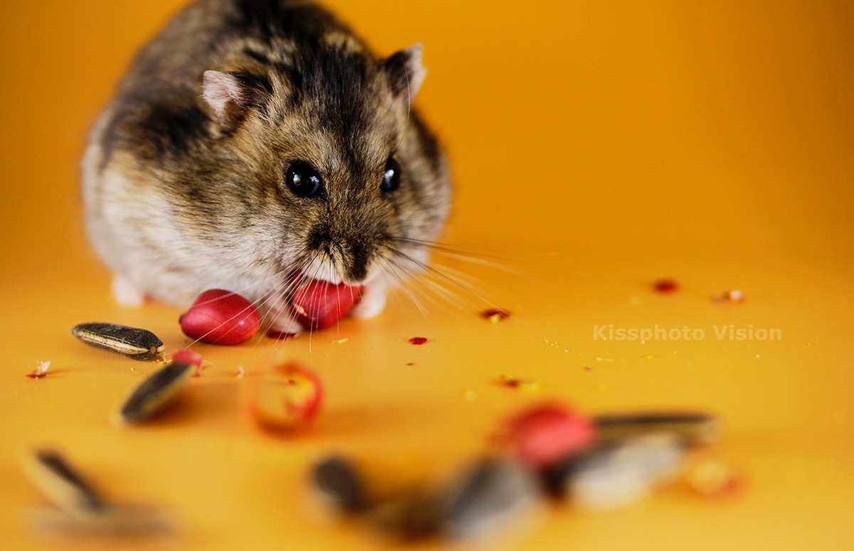 玩出微距新高度—美科MK-MT24閃光燈體驗