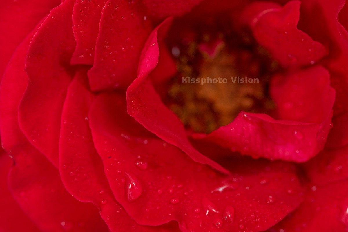 玩出微距新高度—美科MK-MT24閃光燈體驗