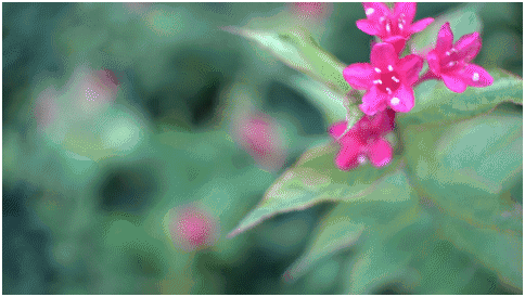 精細(xì)調(diào)焦與馥郁色彩 美科25mm f1.8鏡頭評測